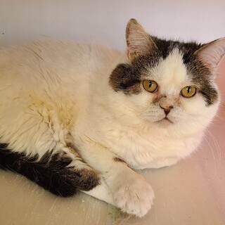 【お見合い随時】愛くるしい甘えん坊