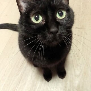 里親様決定『おはな』ちゃん♀