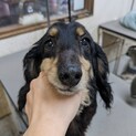 9歳ミニチュアダックス♂
