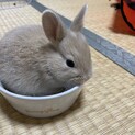 ミニレッキスとミニうさぎの赤ちゃんうさぎ