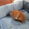 約生後2ヶ月の兄妹子猫