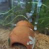 楊貴妃メダカ3匹みゆきメダカ1匹 サムネイル3