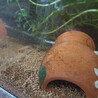 楊貴妃メダカ3匹みゆきメダカ1匹 サムネイル5