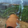 楊貴妃メダカ3匹みゆきメダカ1匹 サムネイル6