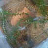 楊貴妃メダカ3匹みゆきメダカ1匹 サムネイル7