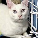 【カゴヨン】おかげさまで里親様が決まりました。
