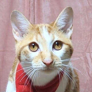 【5/14東日本橋】アメショMIX♡翠くん