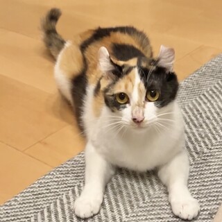 おかきちゃん