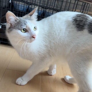 【別の場所でご縁をいただきました】たんぽぽちゃん