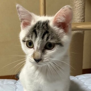 募集停止⭐︎甘えん坊キジ白男子だい