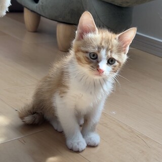 【別の場所でご縁をいただきました】わたげくん