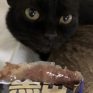 甘えん坊な黒猫クロム