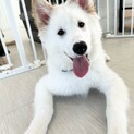 白い仔犬！犬の幼稚園に通いながら飼い主さん募集中！