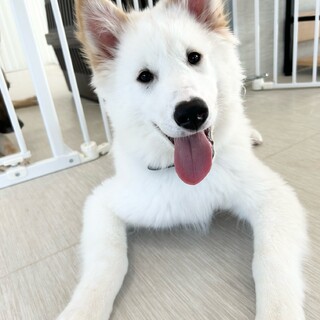 白い仔犬！犬の幼稚園に通いながら飼い主さん募集中！