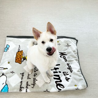 白い仔犬！犬の幼稚園に通いながら飼い主さん募集中！