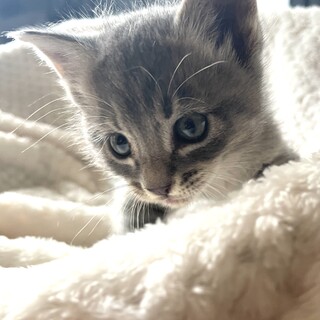 グレー♂360gビッシュ