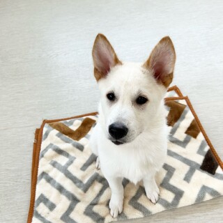 白い仔犬！犬の幼稚園に通いながら飼い主さん募集中！