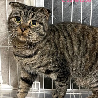 C23-W1206　猫も人も大好きなスコの女の子♪
