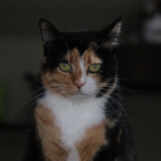 ちょっとわがままな　みーこちゃん【飛騨】