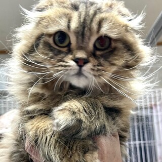 C23-W1208　少し怖がりな長毛スコの女の子♪