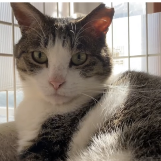 ごみ屋敷からのレスキュー