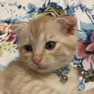 募集停止かわいい茶トラ男子⭐︎そる