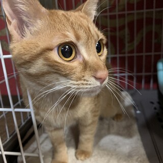 べったり甘えん坊☆あいりす