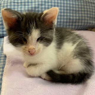 募集停止パステル三毛女子⭐️ルーナ