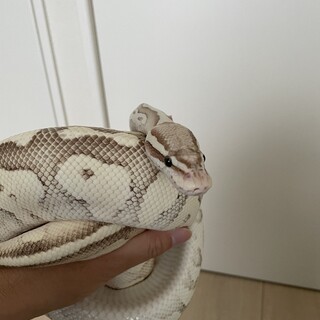 ボールパイソン　ファイアーレッサーパステル