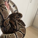ボールパイソン　ノーマル