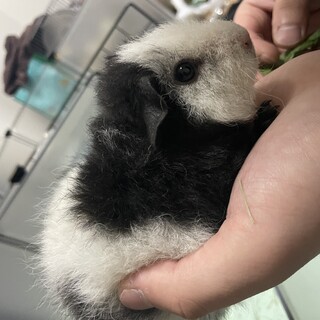 テディモルモットの男の子1才