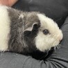 テディモルモットの男の子1才 サムネイル2