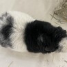 テディモルモットの男の子1才 サムネイル4