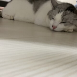 3歳ちょっとのサバ白女の子の里親募集です