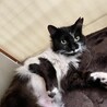 人も猫も大好き！１才半の女の子 サムネイル3