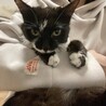 人も猫も大好き！１才半の女の子 サムネイル5