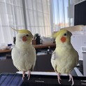 心が癒される可愛いインコ、愛し続ける里親の元へ