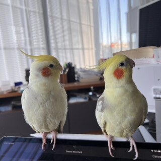 心が癒される可愛いインコ、愛し続ける里親の元へ