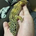 ヒョウモントカゲモドキ　ハイポタンジェリン