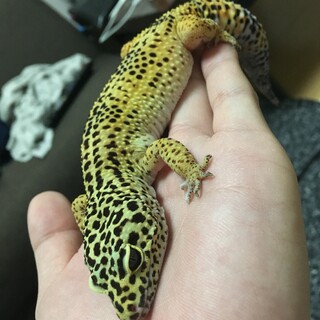 ヒョウモントカゲモドキ　ハイポタンジェリン