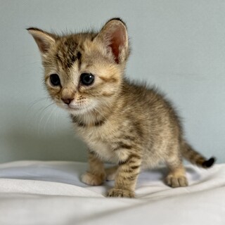 大切な家族の一員にしてあげてください