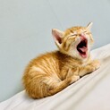 大切な家族の一員にしてあげてください