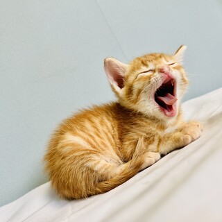 大切な家族の一員にしてあげてください