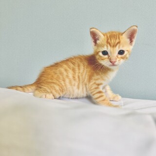 大切な家族の一員にしてあげてください