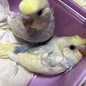 可愛いセキセイインコ　里親様募集中