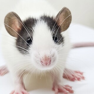 ファンシーラット2匹♀（決まりました）