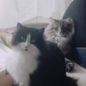 遊び好きノルウェージャン異母姉弟