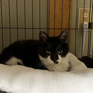 膝の上が大好きです