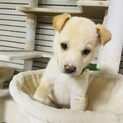 かわいい1ヶ月の子犬の男の子お話し中