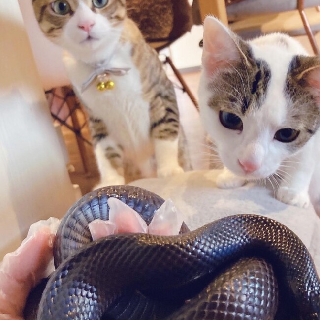 そいまめのカバー写真